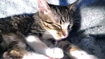 Cats Are Always Clean