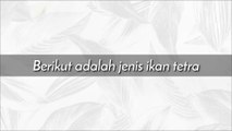 Jenis-jenis ikan tetra