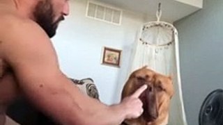 Massive pit bull is a sweet gentle giant