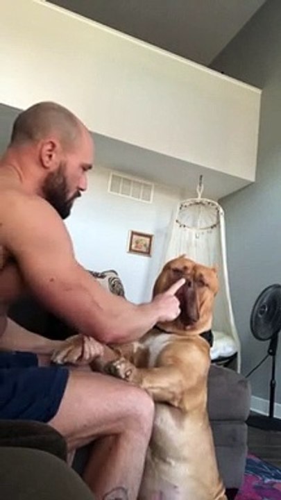 Massive pit bull is a sweet gentle giant