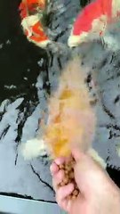 Kasih makan ikan koi jumbo