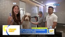 Ang Lu-PET: Proper grooming with giant poodles! | Unang Hirit