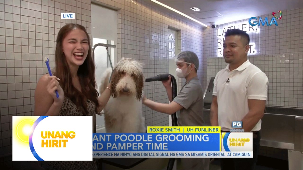 Ang Lu-PET: Proper grooming with giant poodles!...
