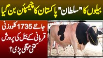 Bailon Ka Sultan Pakistan Ka Champion Ban Gaya - 1735 Kg Bail Ki Parwarish Kitni Mehngi Pari? Janiye