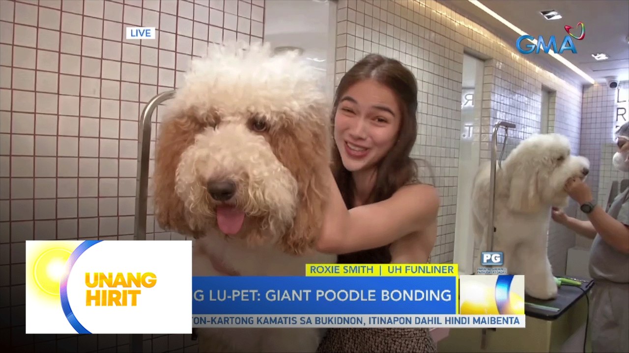 Ang Lu-PET: Giant Poodles, paano inaalagaan? |...