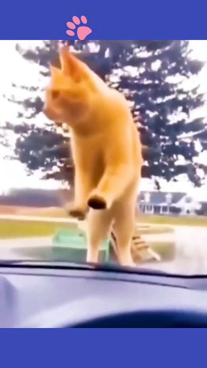 Try not to laugh Funny animals viral clips shorts  Fun Store