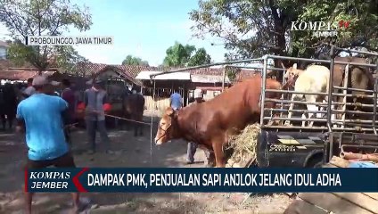 Download Video: Terdampak PMK, Penjualan Sapi Anjlok Jelang Idul Adha