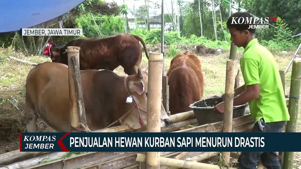 Penjualan Hewan Kurban Sapi Menurun Drastis Jelang Idul Adha Video