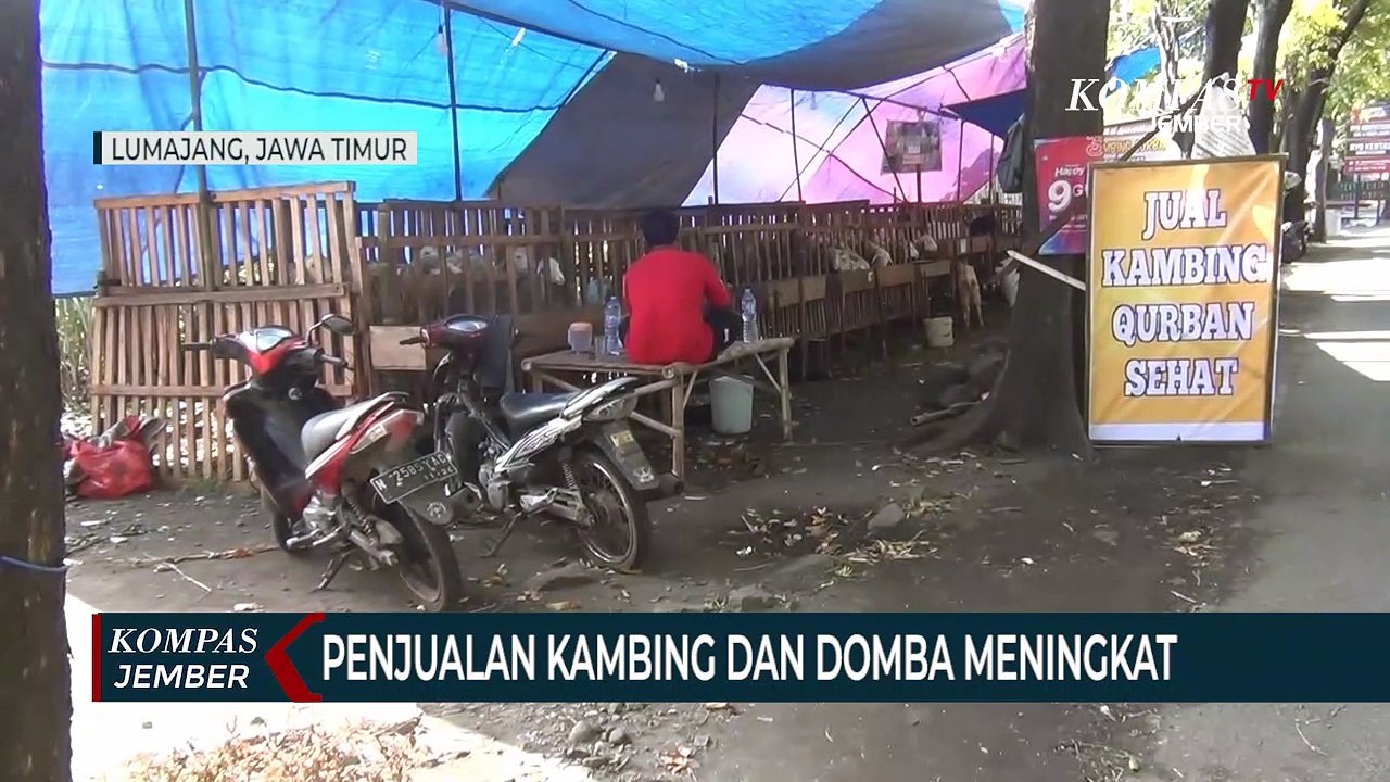 Tak Terpengaruh PMK, Penjualan Kambing dan Domba Meningkat