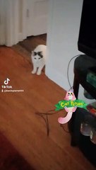 Melly the Curious Cat 🐱