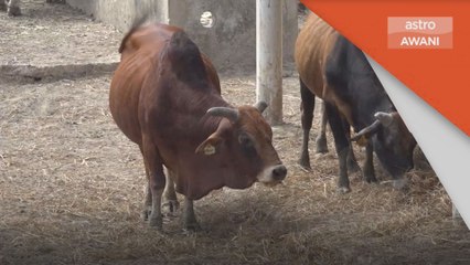 Ibadah Korban | JPV Terengganu sasar 8,000 haiwan ternakan disembelih