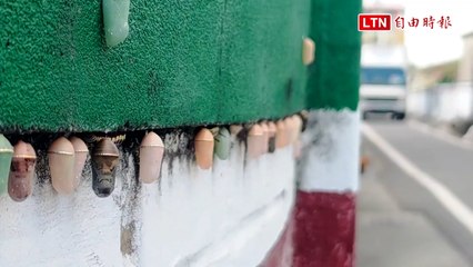 奇景！逾200樺斑蝶垂掛結蛹 60年老厝變「珠寶牆」