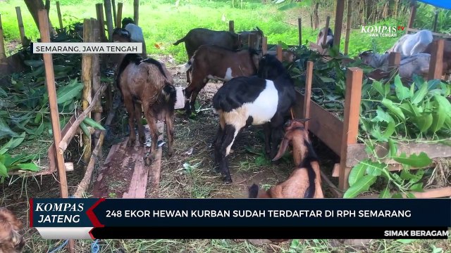 248 Ekor Hewan Kurban Sudah Terdaftar di RPH Semarang