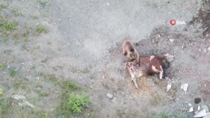 Telef olan tosunu yiyen ayıyı dron ile kovaladı