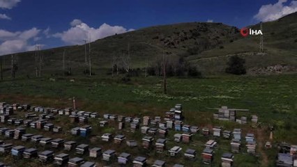 Yağışlar sonrası arıcıların yüzü güldü