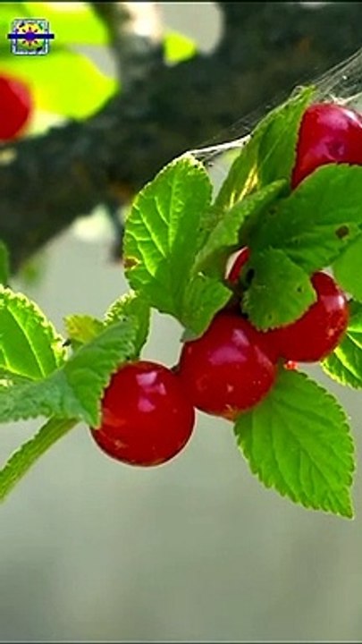 cherry