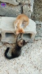 playful  kittens