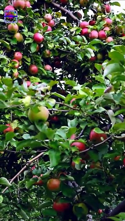 Apple tree