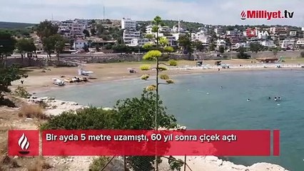 Bir ayda 5 metre uzamıştı, 60 yıl sonra çiçek açtı