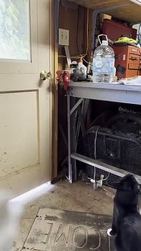 Un chat très malin qui pose des problème à son propriétaire