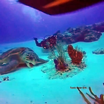 Il s'agit peut-être de la plus grande tortue jamais filmée