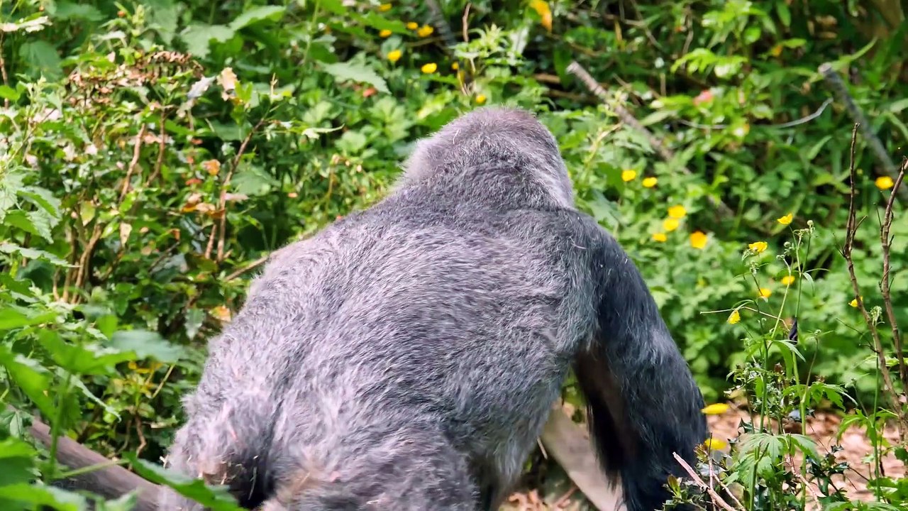 1080p Video Animals.mp4