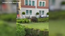 Due cinghiali passeggiano nei giardini dell'ospedale Villa San Pietro a Roma