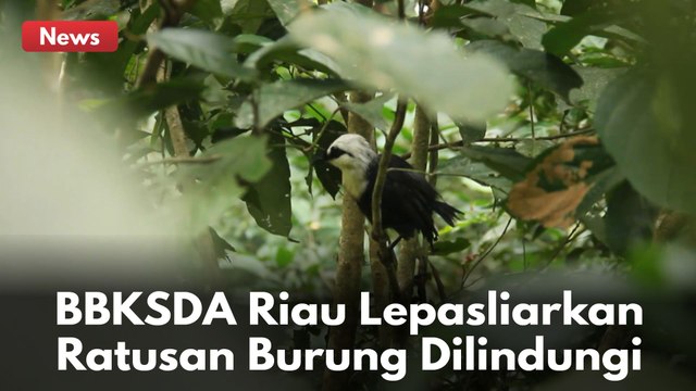BBKSDA Riau Lepasliarkan Ratusan Burung Langka Dilindungi Hasil Penyelundupan di Kabupaten Pelalawan