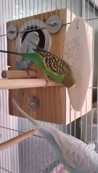 Parrot Funny Video