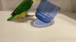 Bird Doing Funny Thing Video!