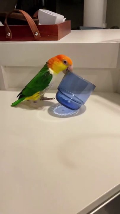 Bird Doing Funny Thing Video!