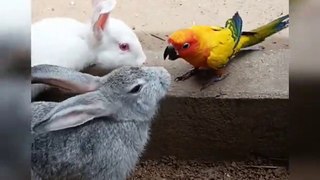 What is this Parrot doing with Rabbits