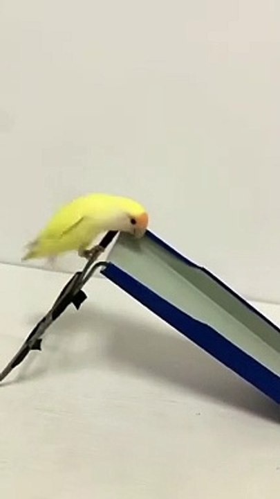 Most Intelligent Parrot You will ever see