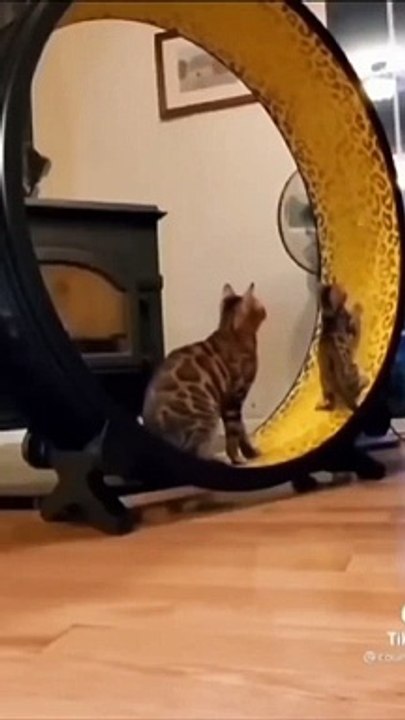 Funny Cat Video You Must Watch!