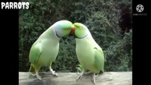 Parrot Talking to each other