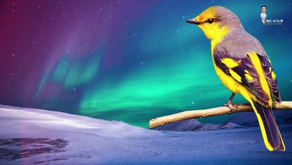 KICAU BURUNG SEPAH MANTENAN