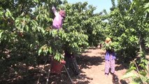 Rusya, Türkiye'nin yaş meyve sebze ihracatındaki liderliğini korudu