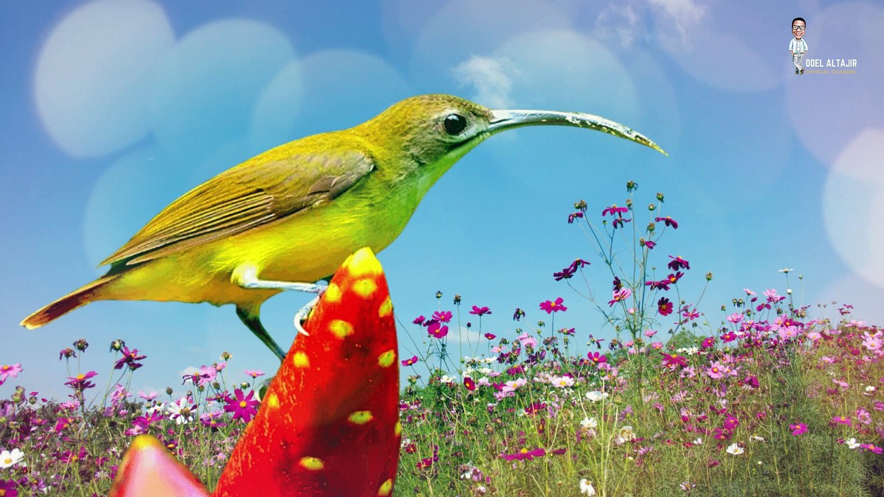 KICAU BURUNG PIJANTUNG GACOR