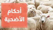 شروط وأحكام الأضحية