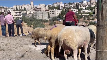 BEYTÜLLAHİM - Batı Şeria'da hayat pahalılığı kurban pazarlarını da etkiledi