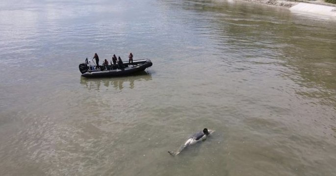 Orque retrouvée morte dans la Seine : le cétacé serait mort de faim avec une balle dans la tête