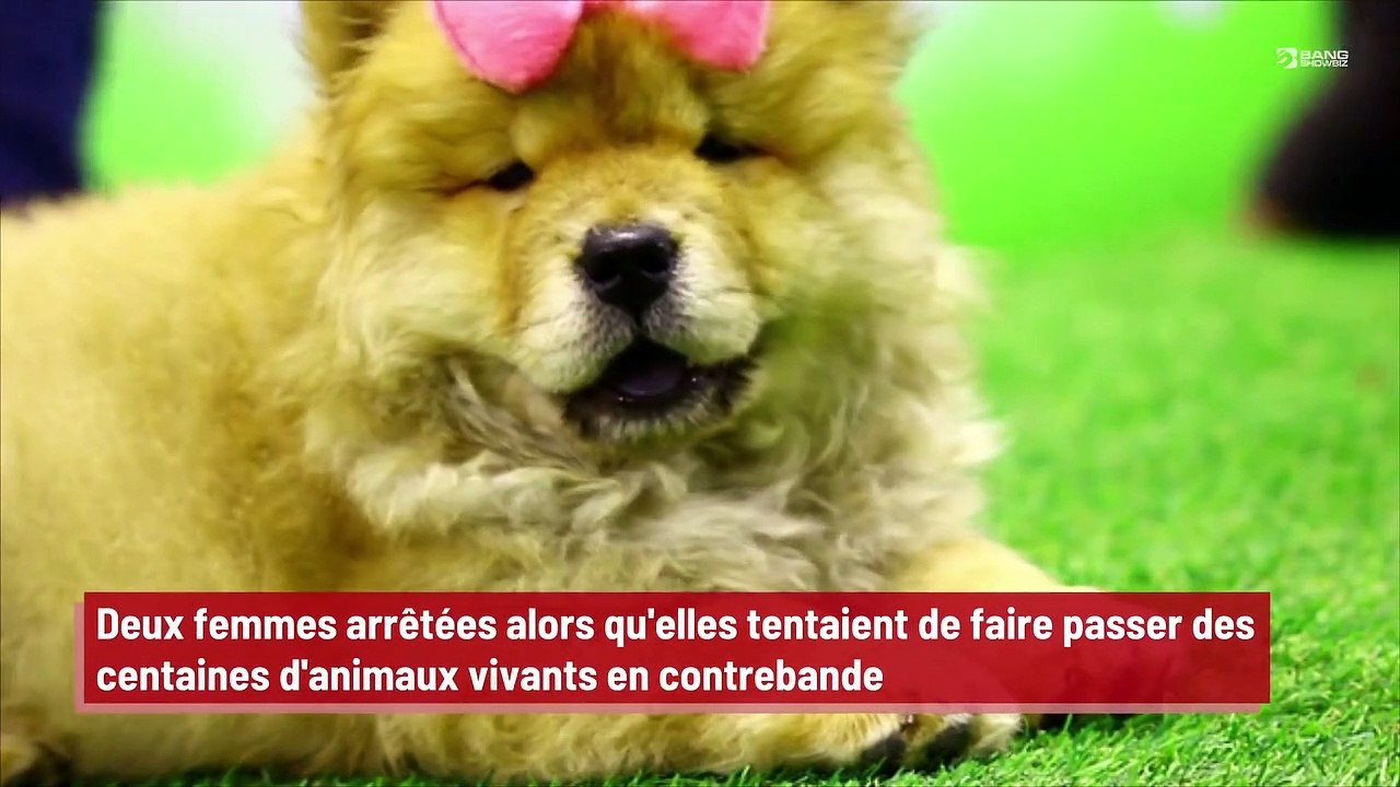 Deux femmes arrêtées alors qu'elles tentaient de faire passer des centaines d'animaux vivants en contrebande !