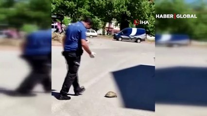 Polisin kaplumbağa duyarlılığı... Ezilmemesi için güvenli bölgeye aldı