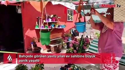 Bahçede görülen yavru yılan ev sahibine büyük panik yaşattı