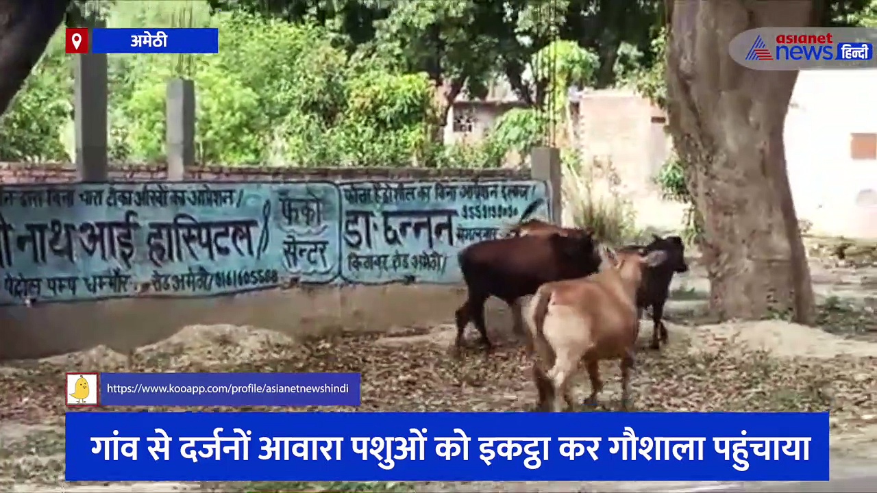 अमेठी: आवारा पशुओं से हो रहे नुकसान के बाद हरकत में आया प्रशासन, शिकायत के बाद हुई कार्रवाई