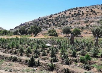 51 noktada gerçekleştirilen operasyonda: 665 bin 736 kök kenevir ele geçirildi