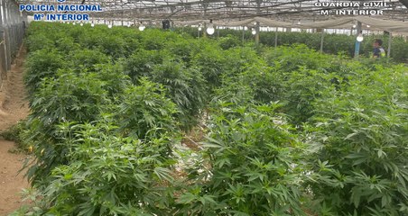️ Desmantelan la mayor plantación de marihuana de España