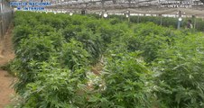 ️ Desmantelan la mayor plantación de marihuana de España