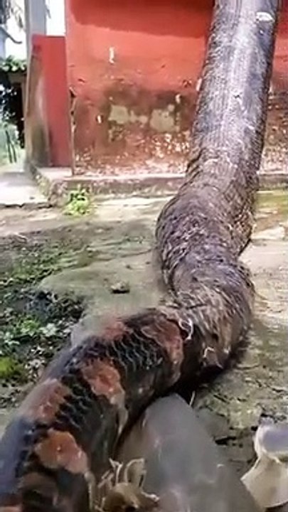 Brésil: Un individu très encombrant s'incruste dans sa maison !