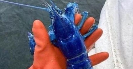 États-Unis : un pêcheur découvre un rarissime homard bleu électrique en remontant ses filets